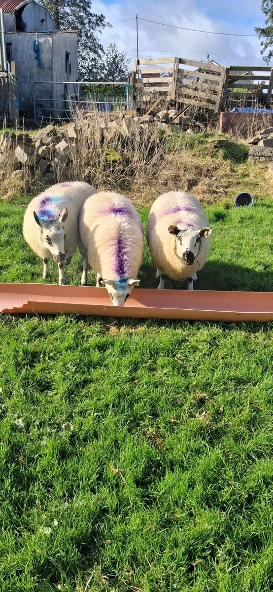 3 lovely ewe lambs - Image 2