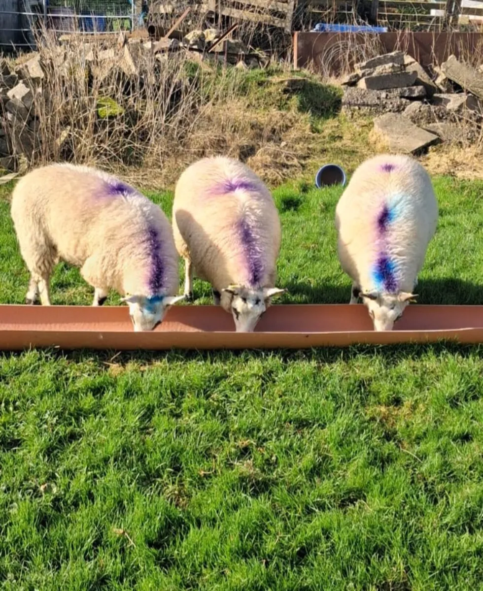 3 lovely ewe lambs - Image 3