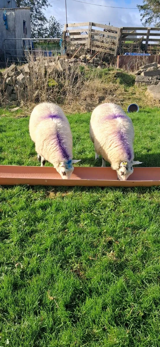 3 lovely ewe lambs - Image 4