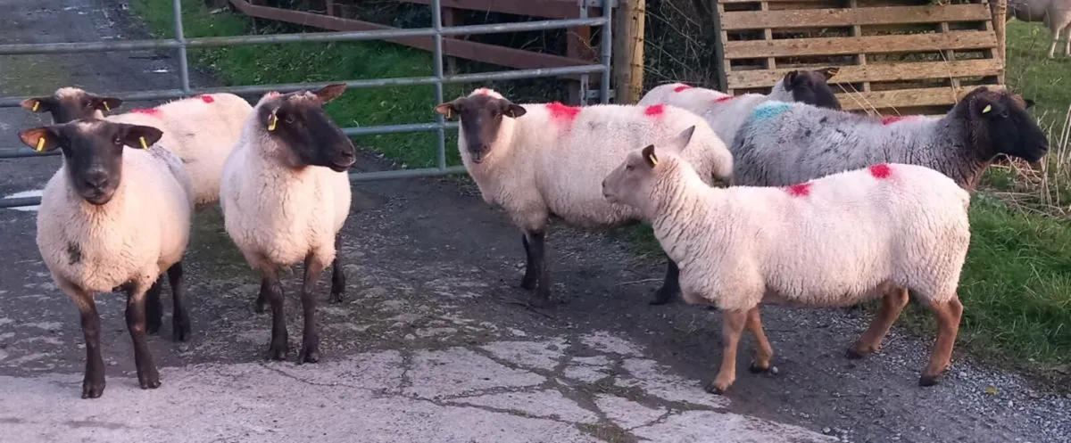 BREEDING EWES - Image 1