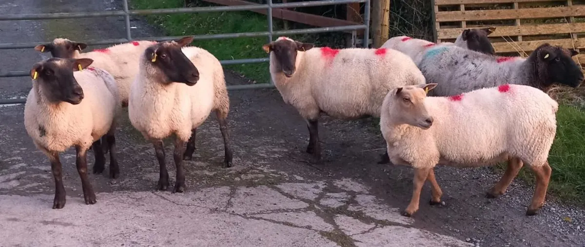 BREEDING EWES - Image 2