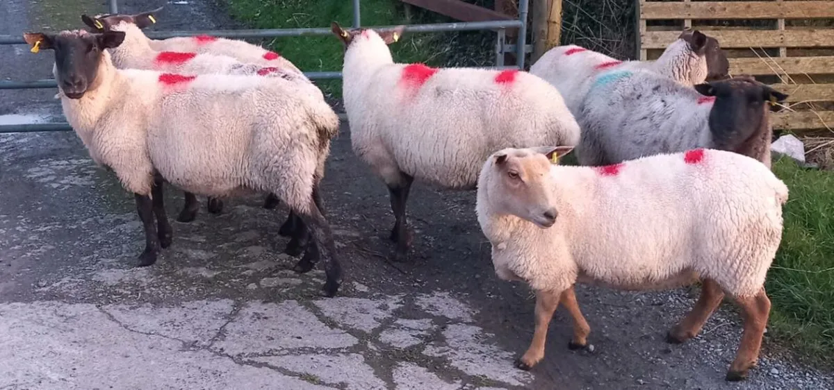 BREEDING EWES - Image 3