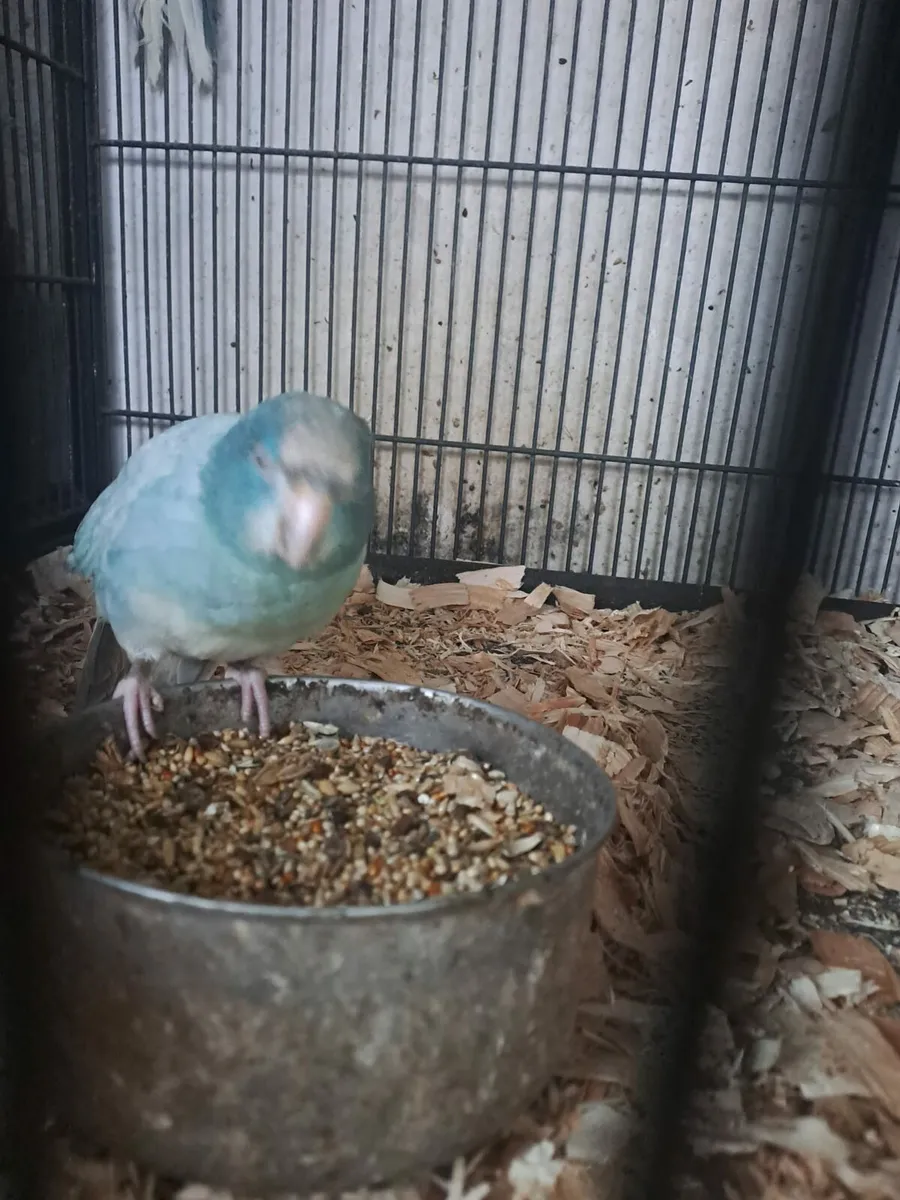 Quakers,Kakarikis, budgies - Image 2