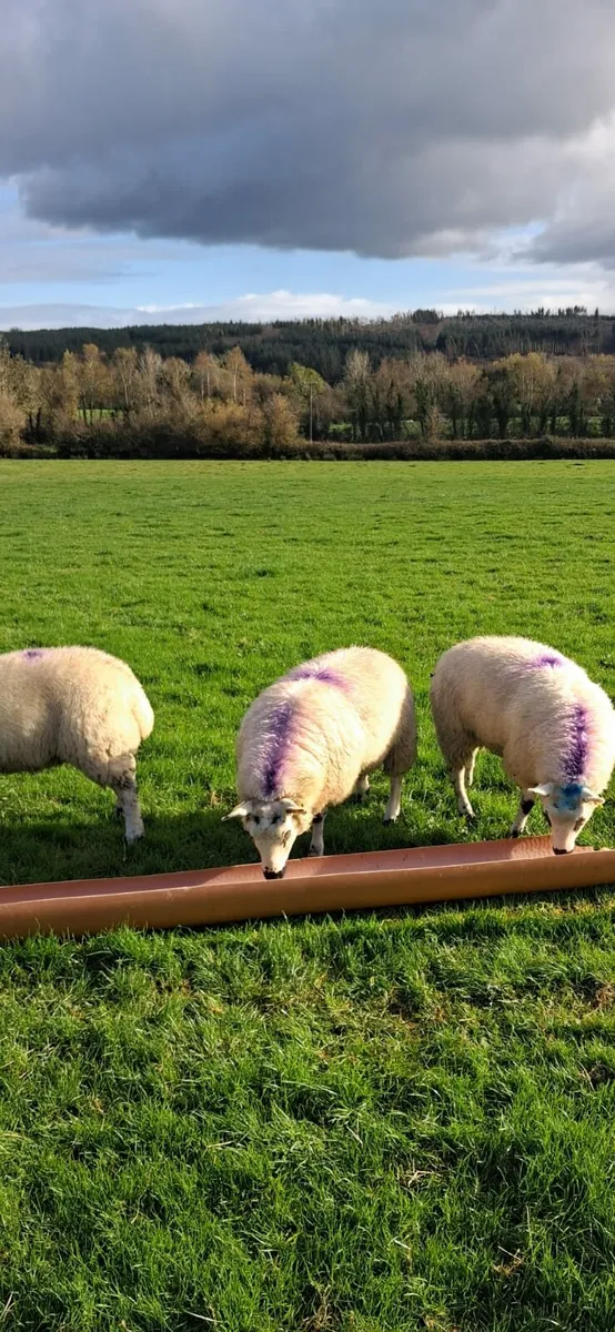 3 lovely ewe lambs - Image 1