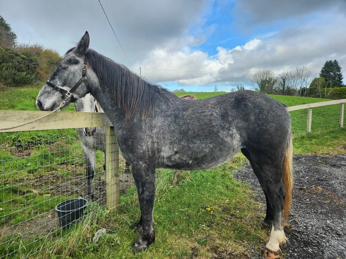 Irish Draught - Image 3