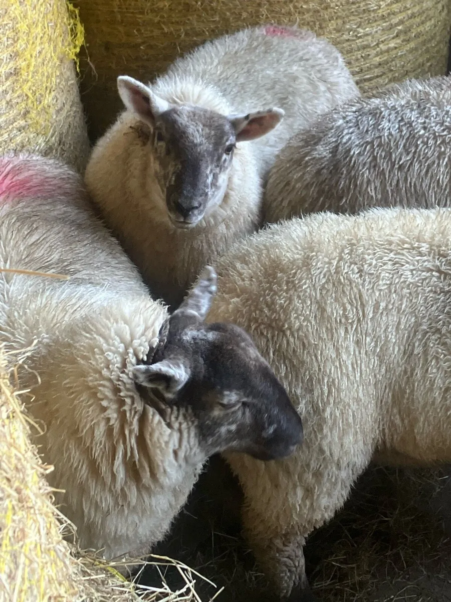 Ewe lambs - Image 1