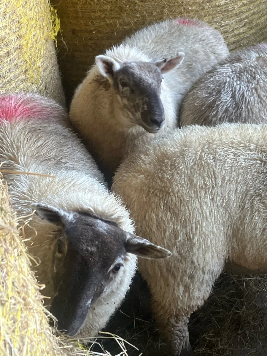 Ewe lambs - Image 2