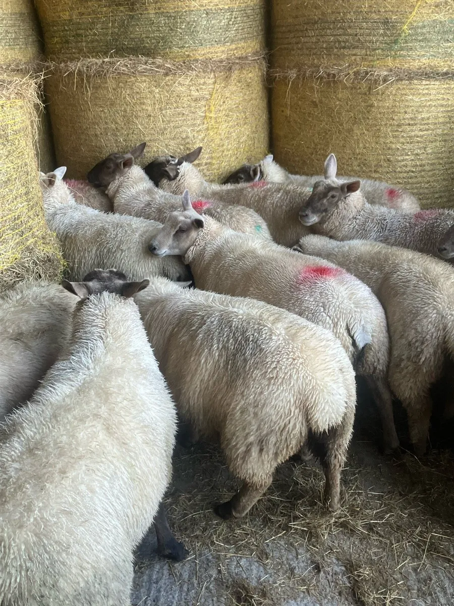 Ewe lambs - Image 3