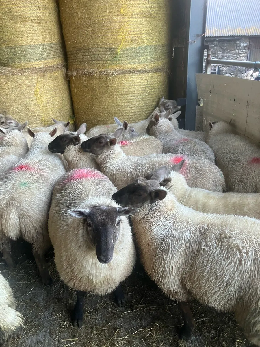 Ewe lambs - Image 4