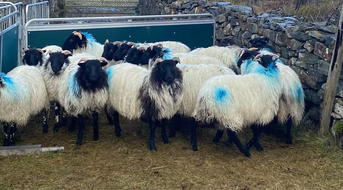 Ewe Lambs - Image 1