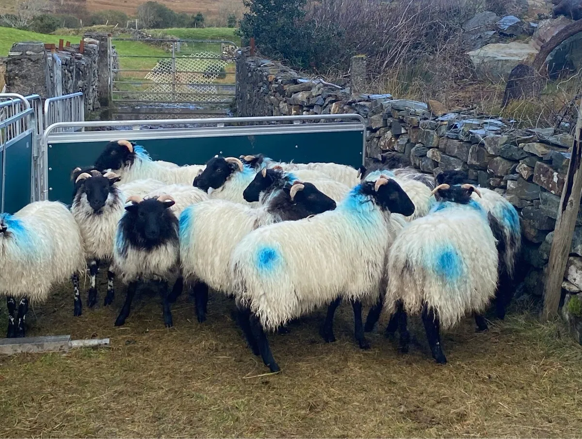 Ewe Lambs - Image 2