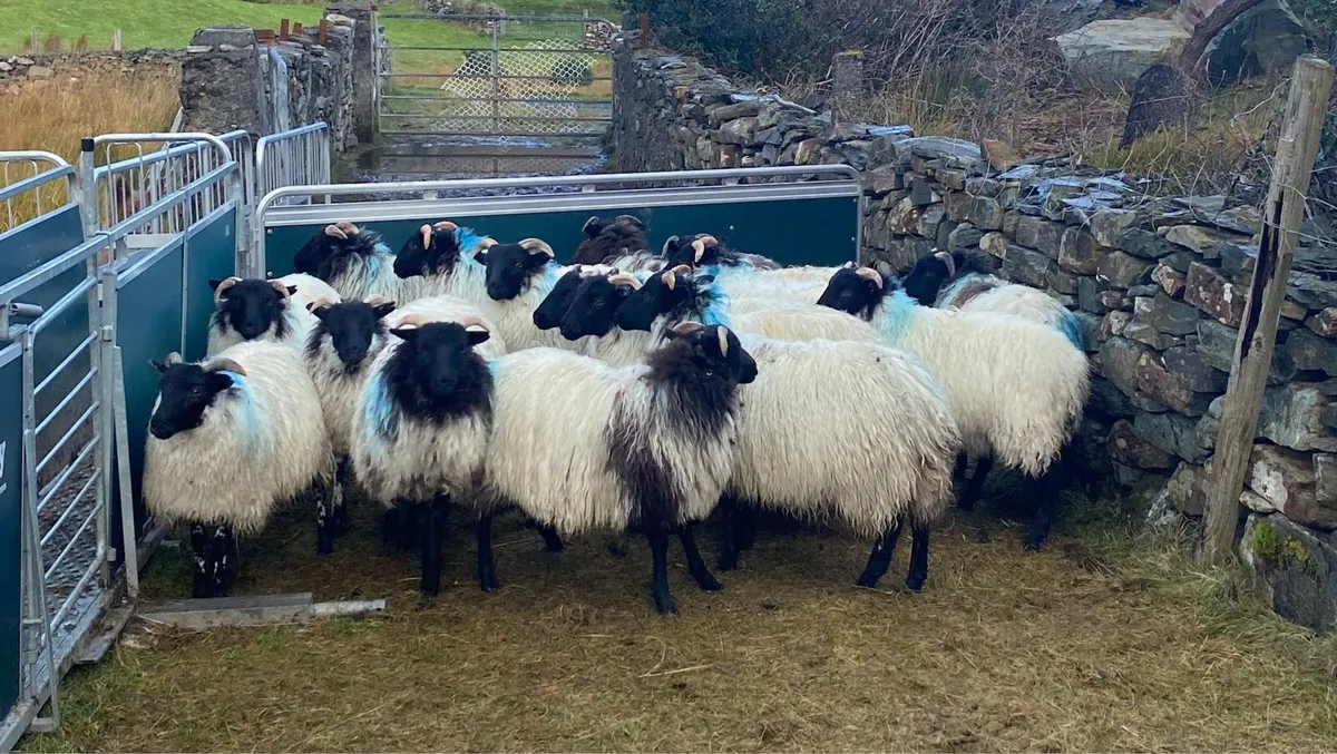 Ewe Lambs - Image 3