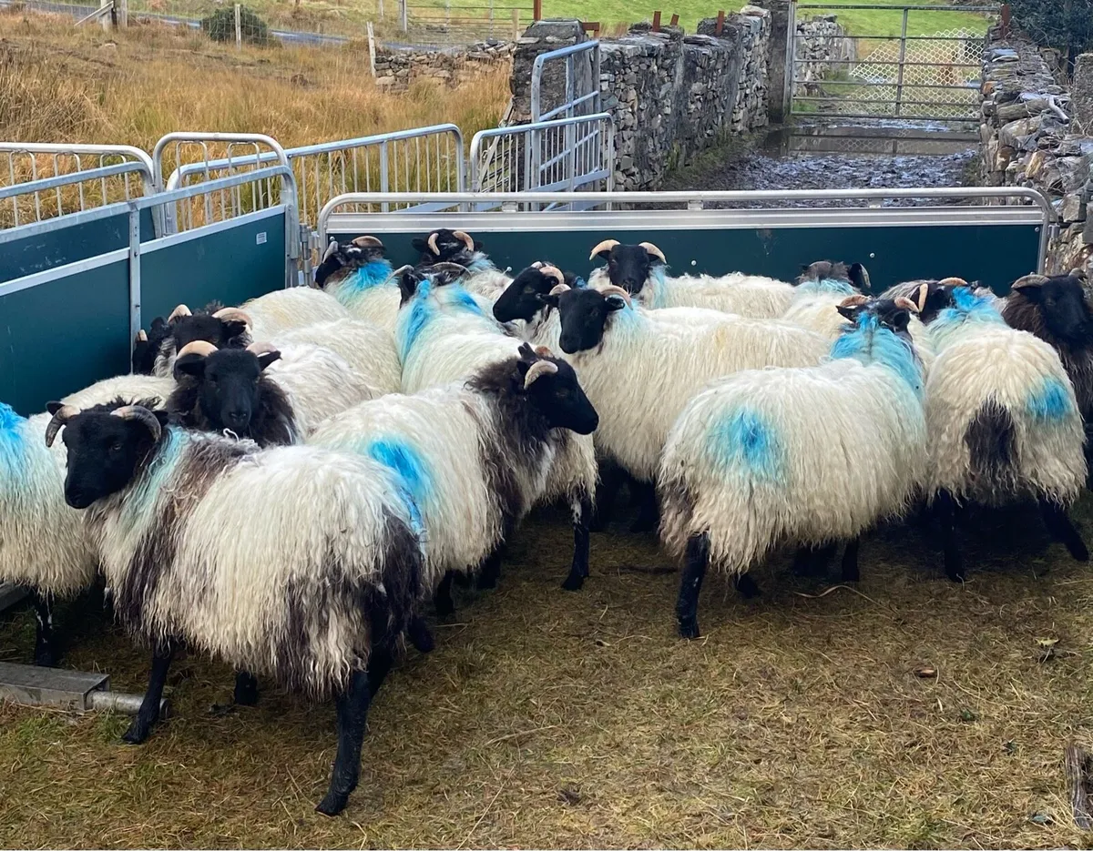 Ewe Lambs - Image 4