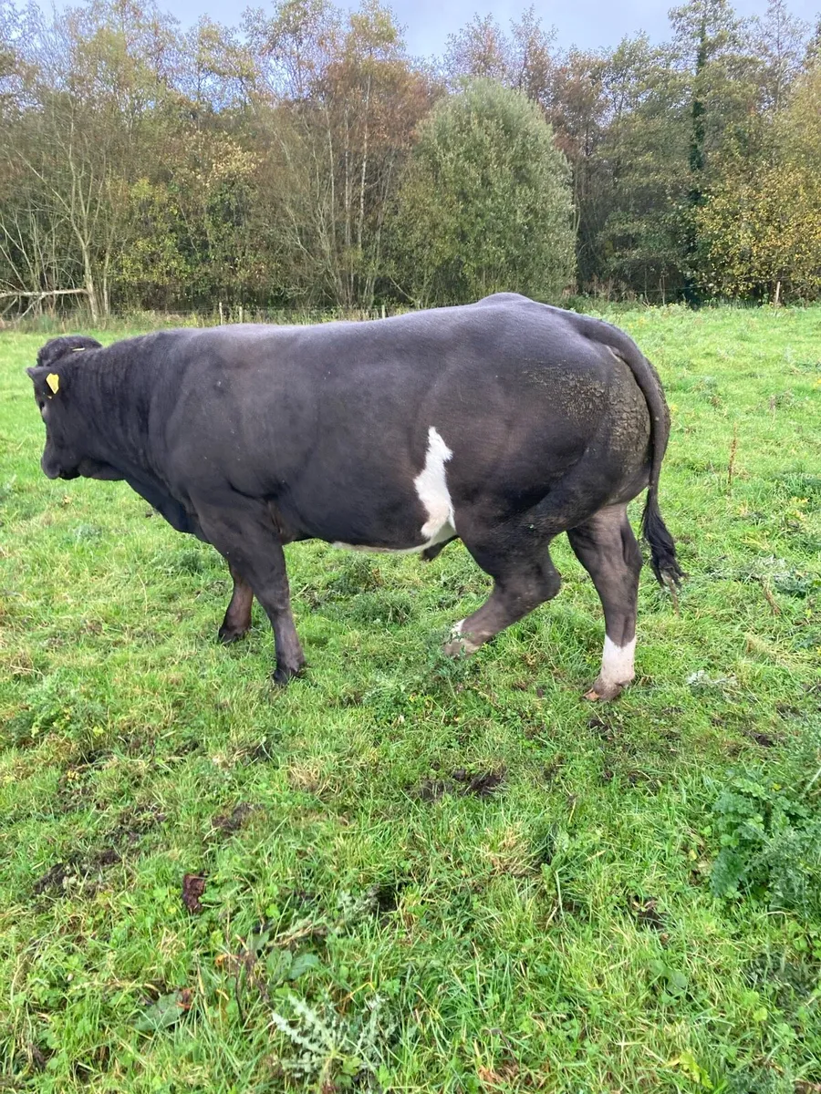 Cattle - Image 1