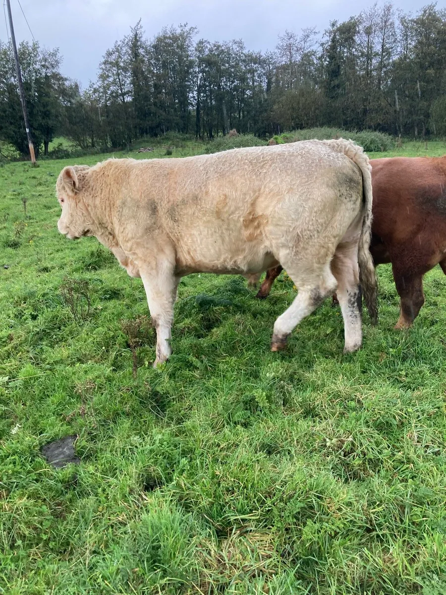 Cattle - Image 2