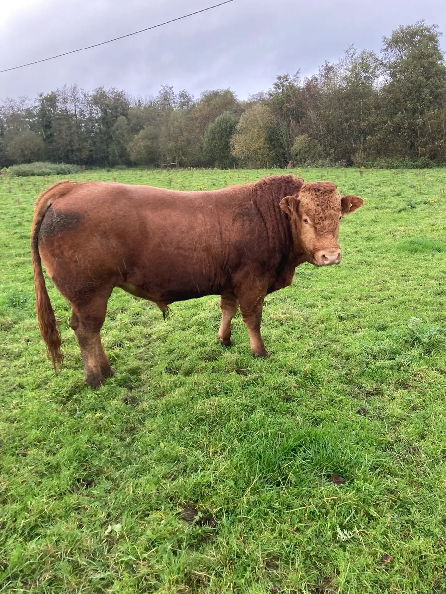 Cattle - Image 3
