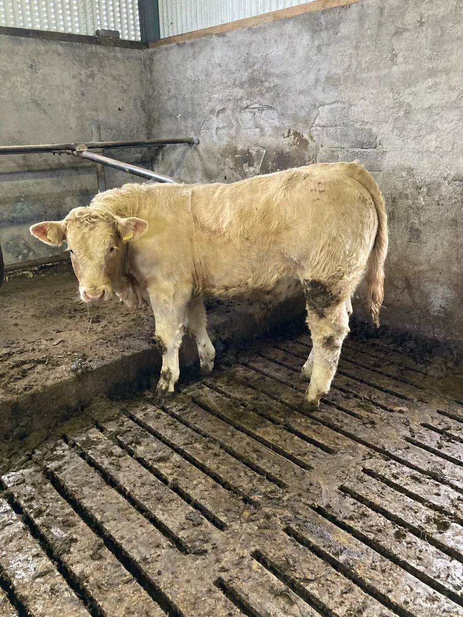 Cattle - Image 4