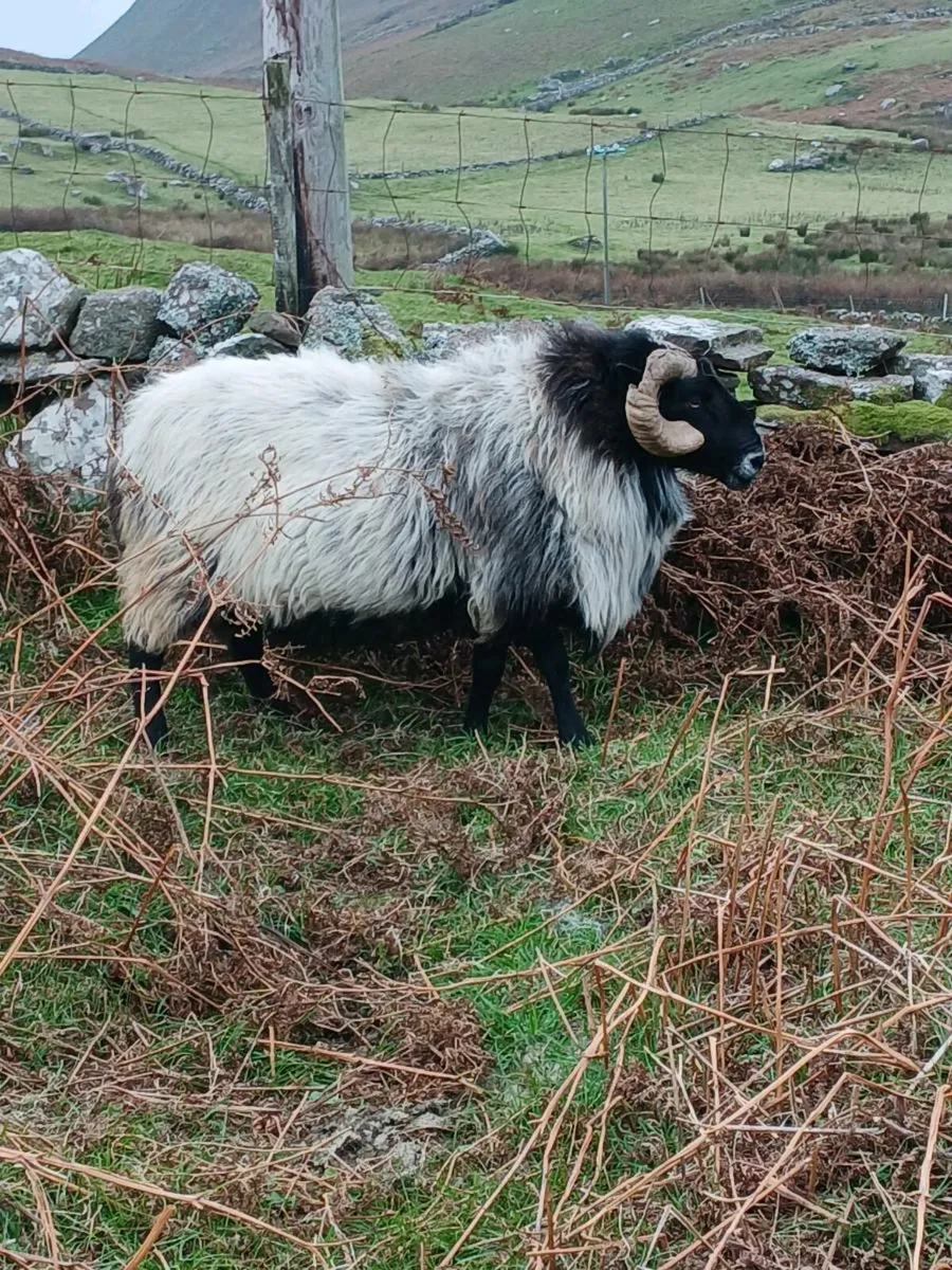 Aged ram - Image 1