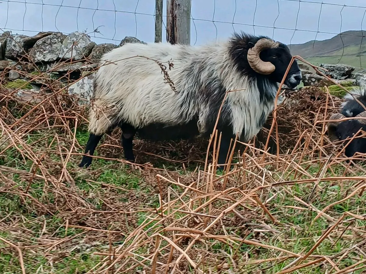 Aged ram - Image 2