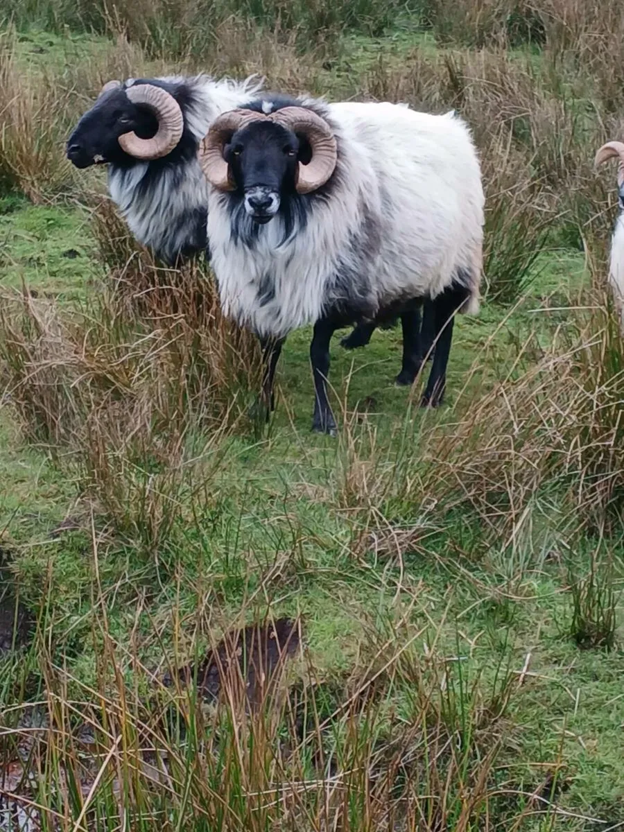 Aged ram - Image 3