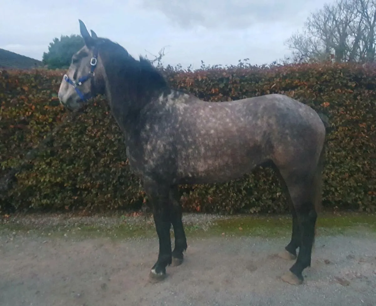 3 YO Irish Draft - Image 1