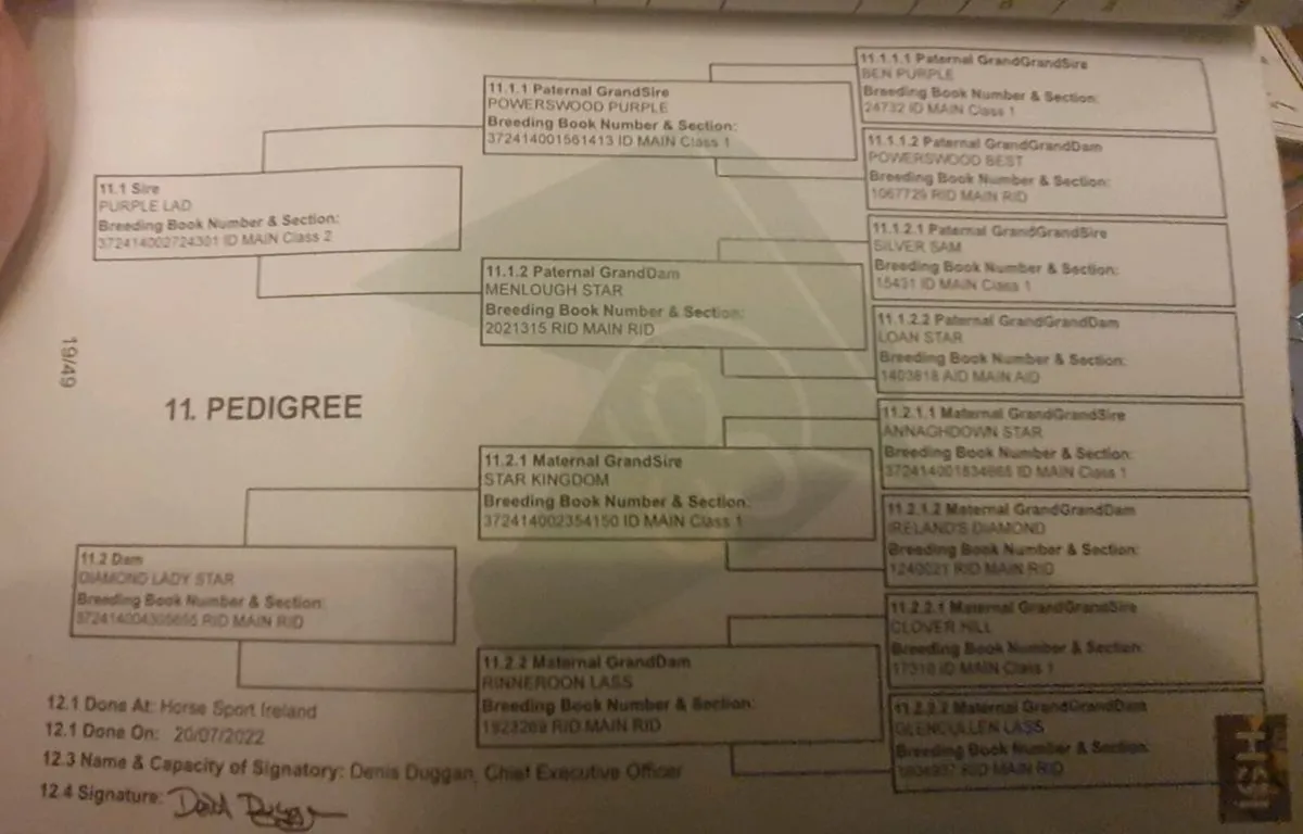 3 YO Irish Draft - Image 2
