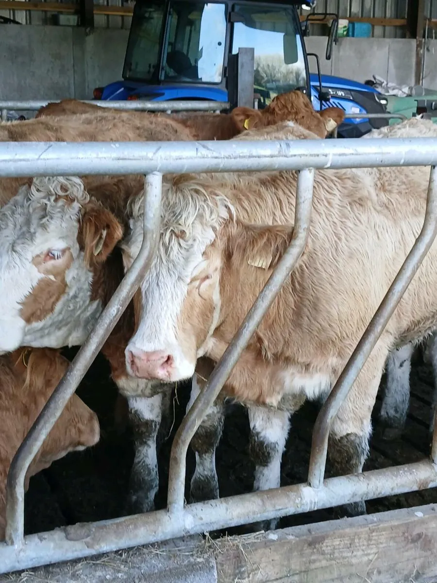 Super Breeding Heifers - Image 1