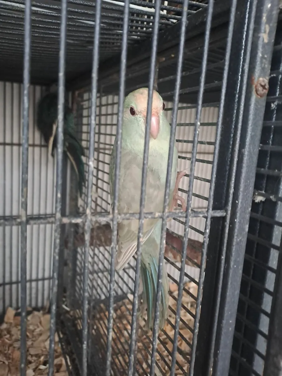 Quakers,Kakarikis, budgies - Image 1