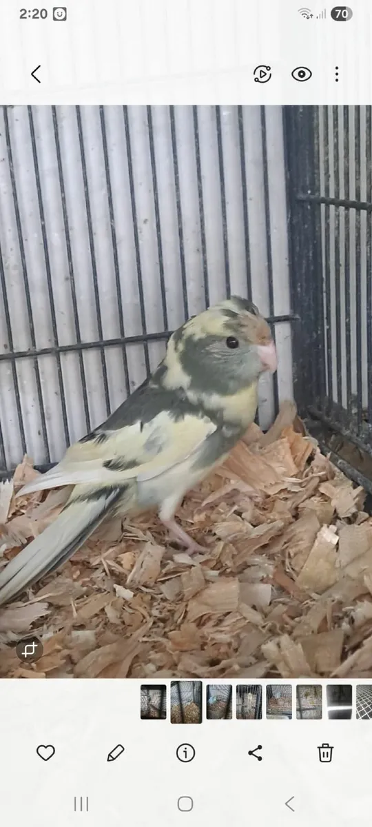 Kakarikis budgies , - Image 4