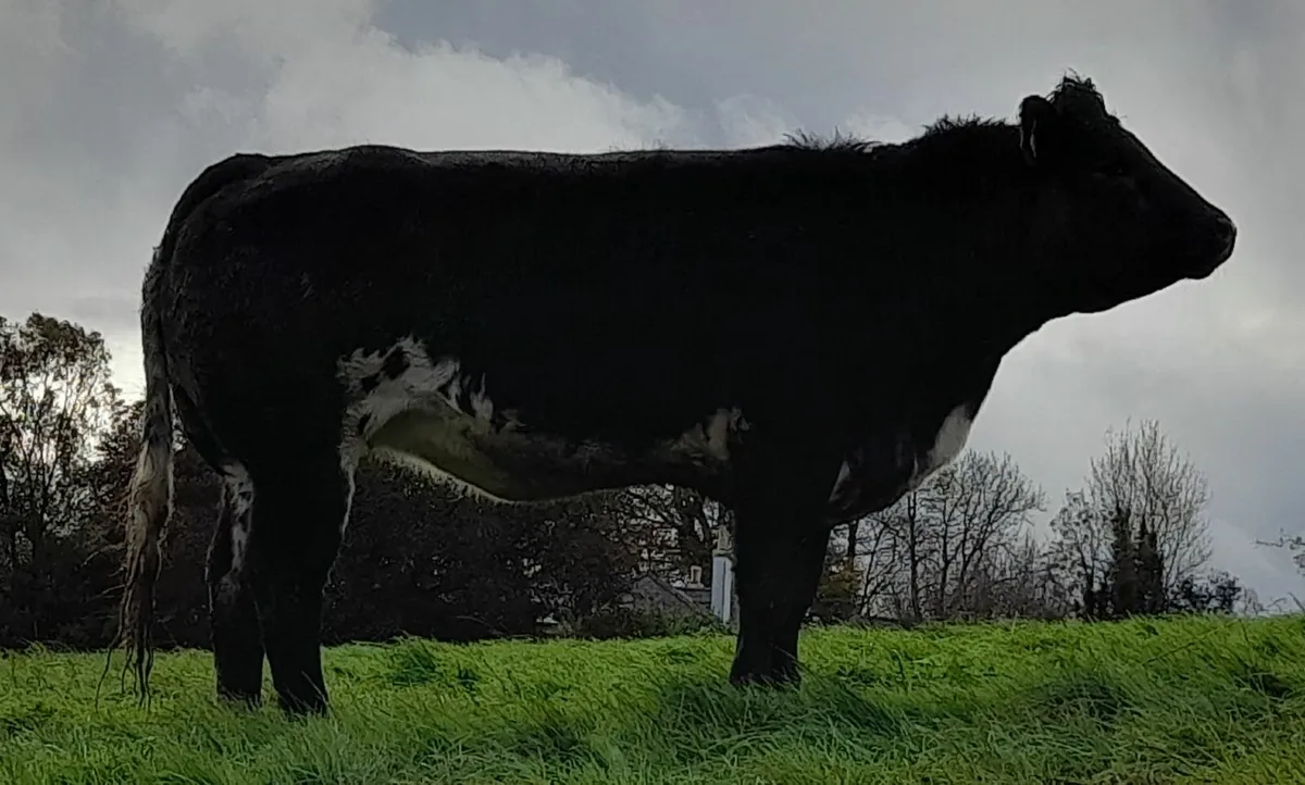 Breeding  heifers - Image 2