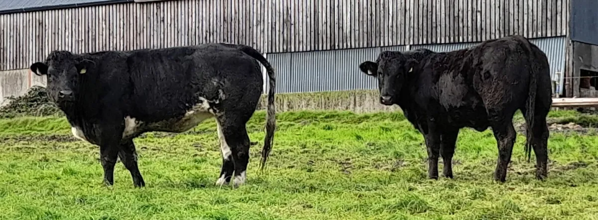 Breeding  heifers - Image 4
