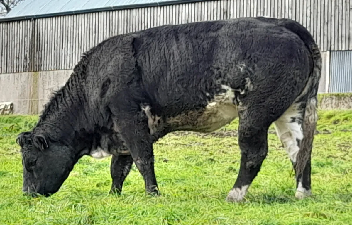 Breeding  heifers - Image 3