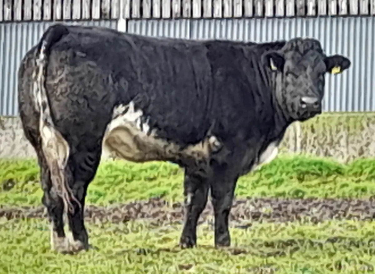 Breeding  heifers - Image 1