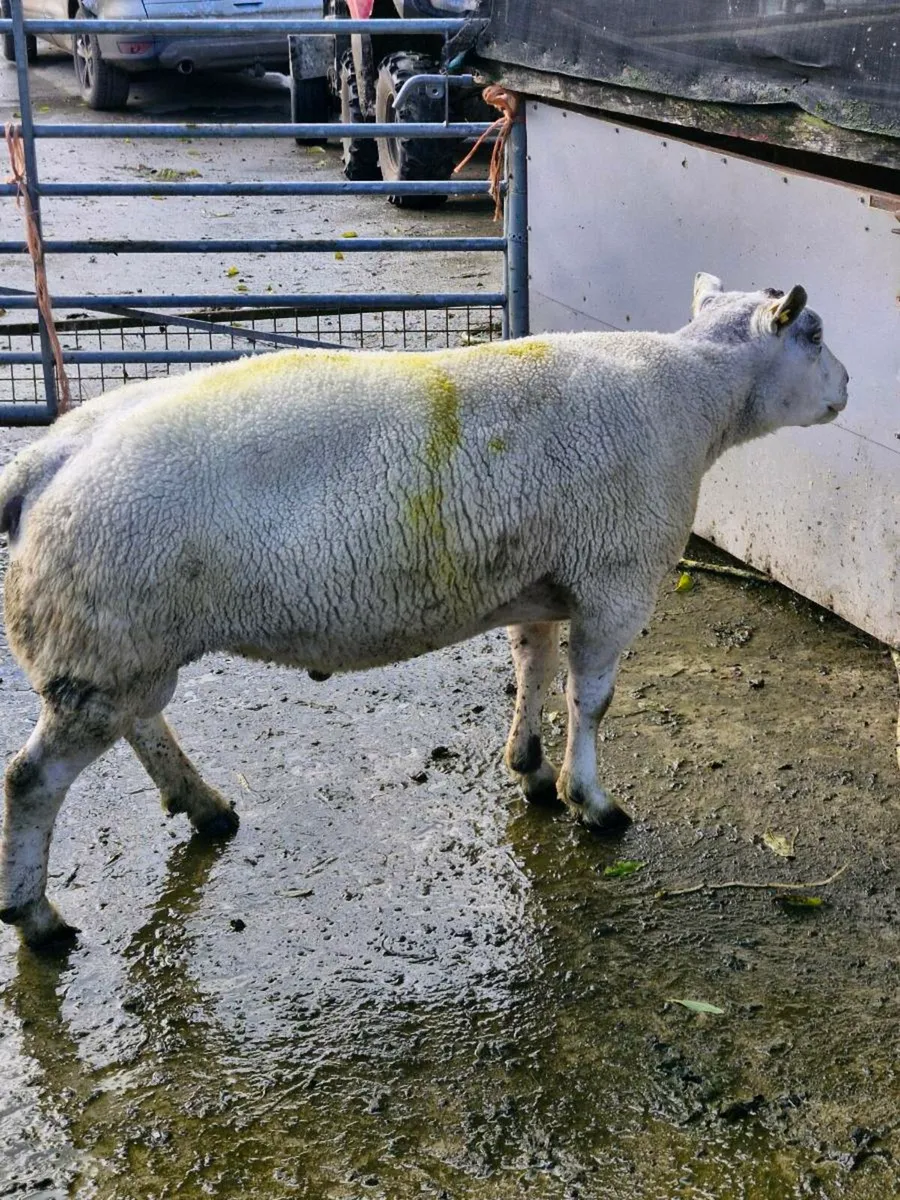 ***Stock Rams Organic*** - Image 2