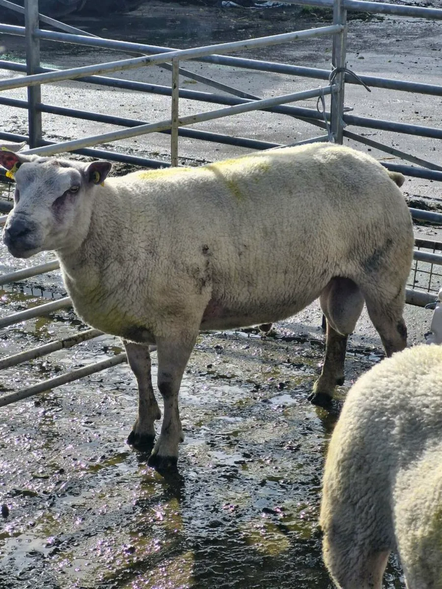 ***Stock Rams Organic*** - Image 3