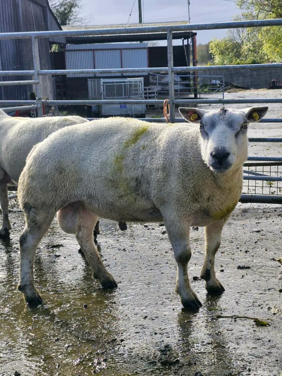 ***Stock Rams Organic*** - Image 4