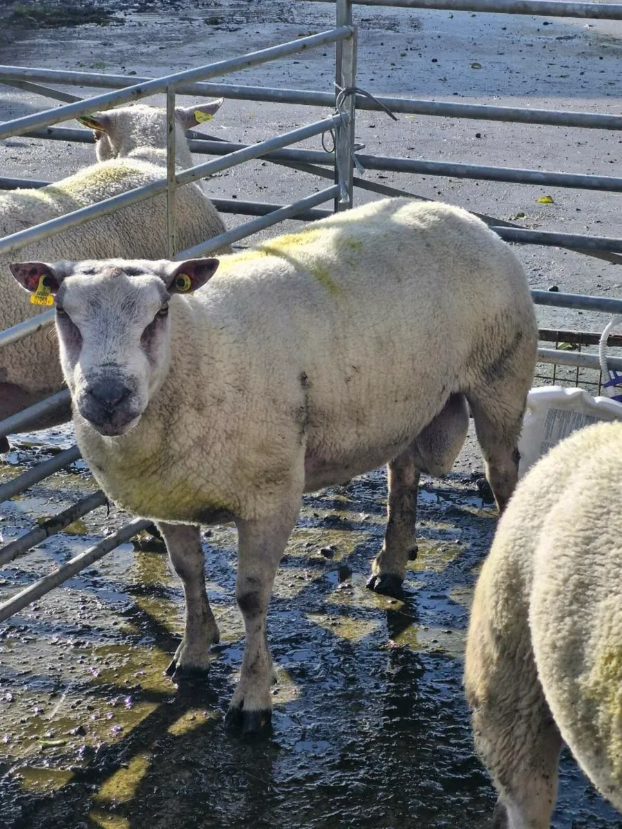 ***Stock Ram Organic*** - Image 2