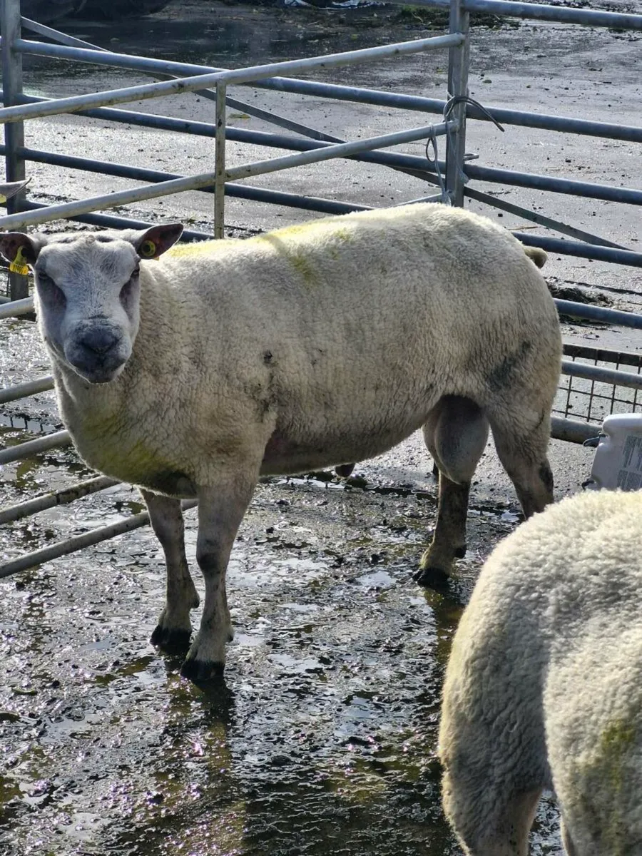 ***Stock Ram Organic*** - Image 3