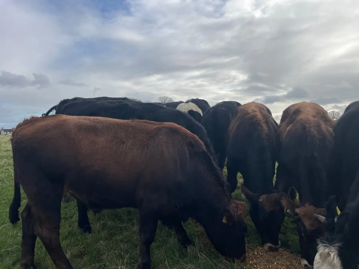 16 super 460 kgHereford and Angus bullocks - Image 2