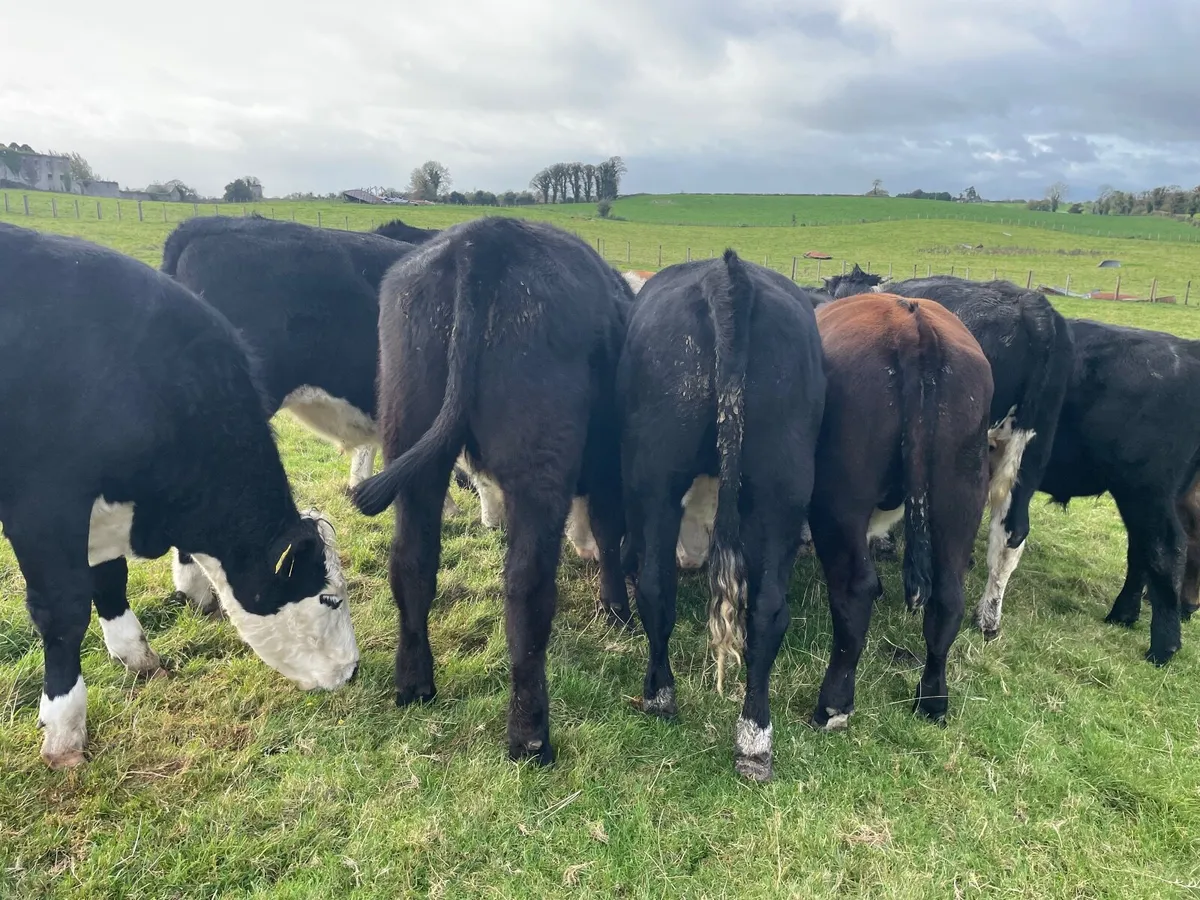 16 super 460 kgHereford and Angus bullocks - Image 4