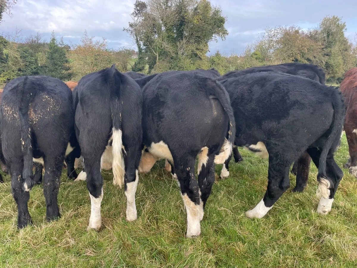 16 super 460 kgHereford and Angus bullocks - Image 1