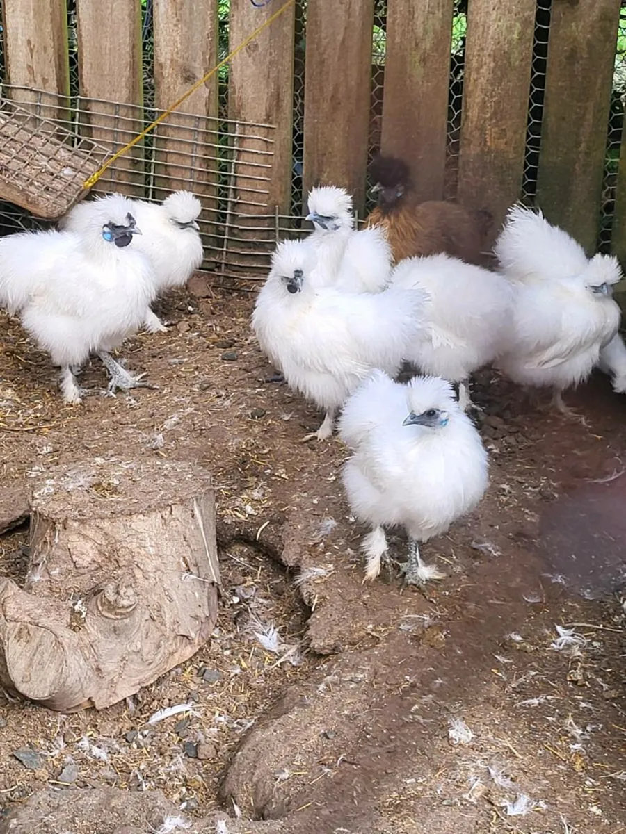 Silkies - Image 1