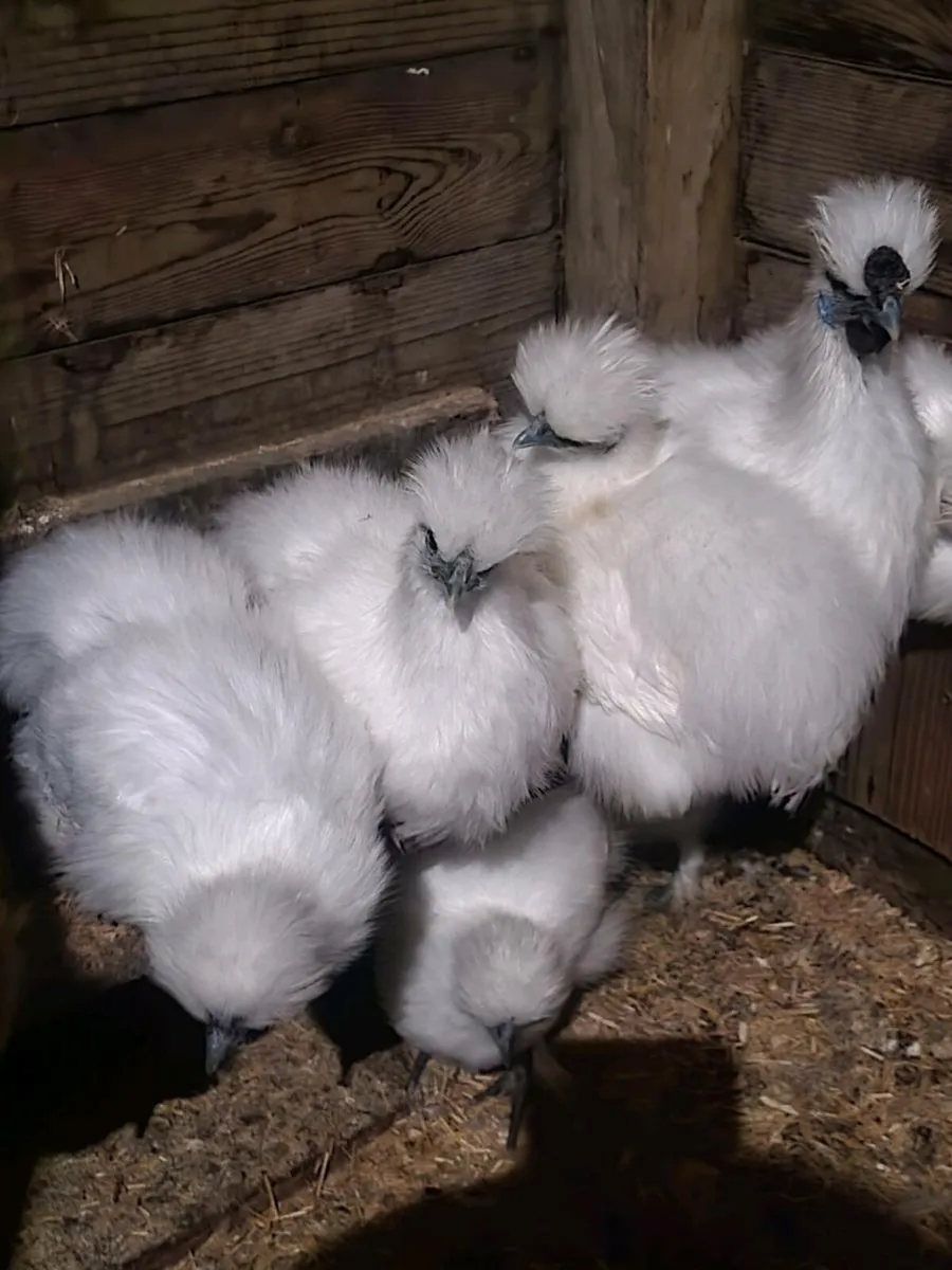 Silkies - Image 2