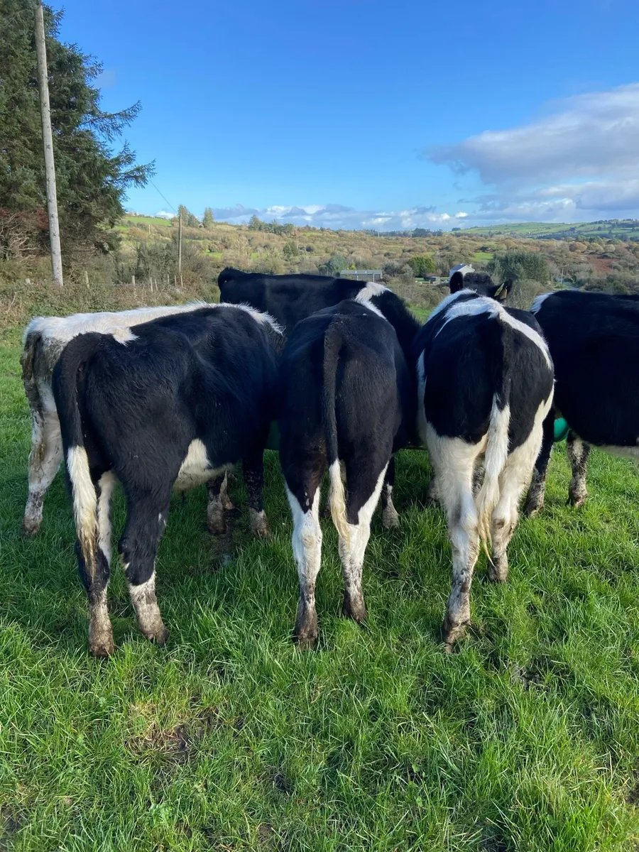 Bullocks - Image 2