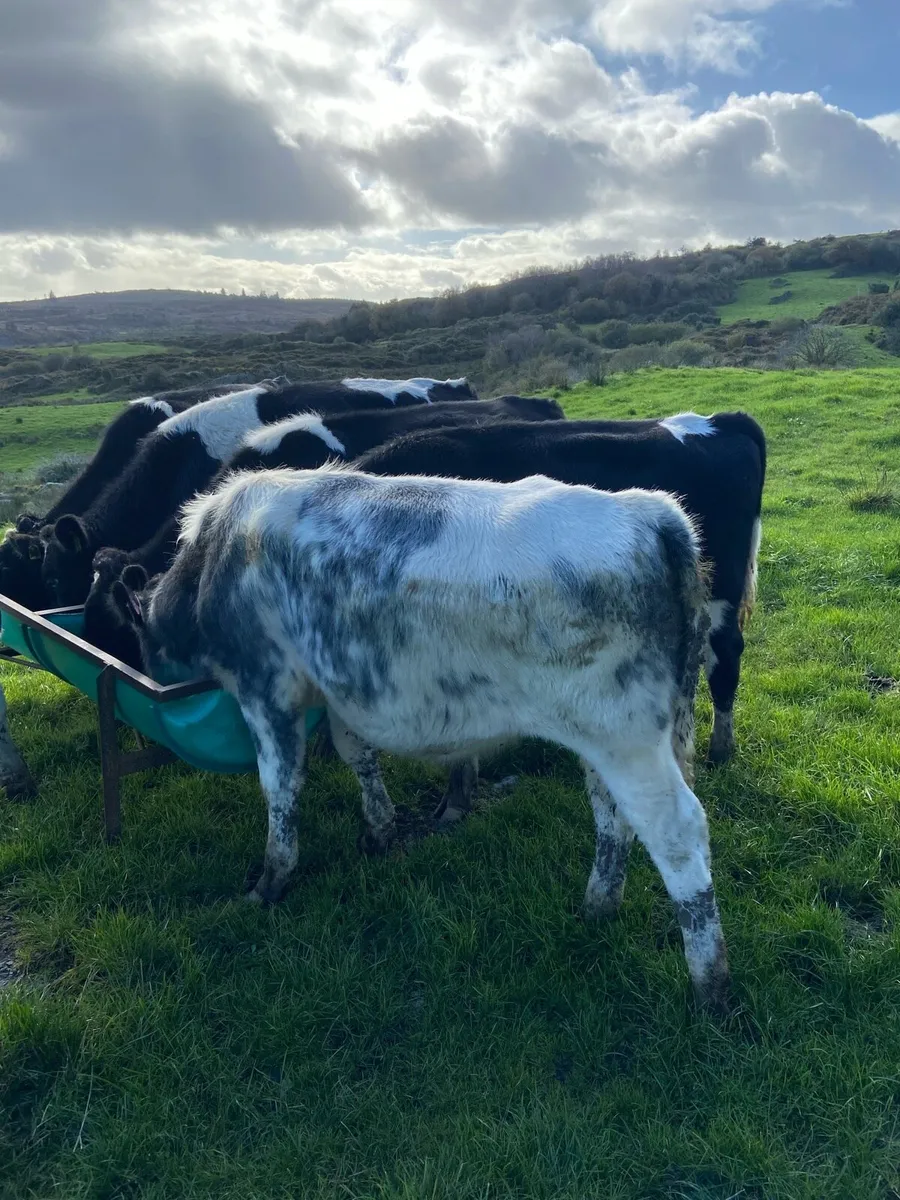 Bullocks - Image 1