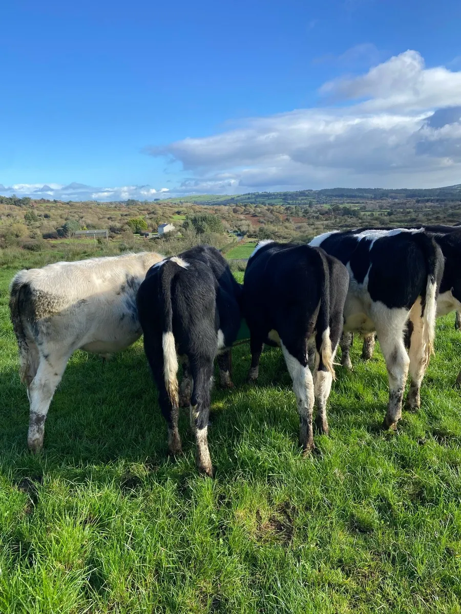 Bullocks - Image 3