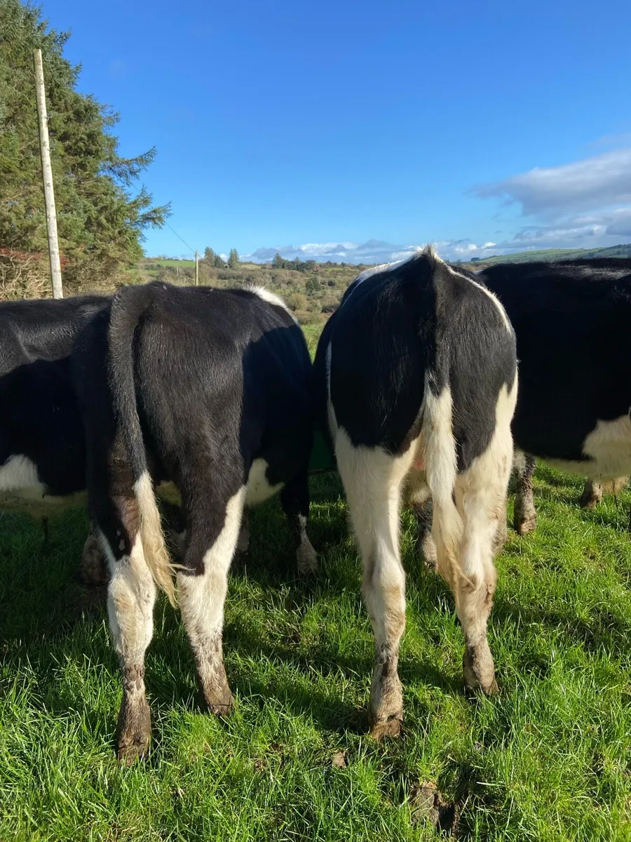 Bullocks - Image 4
