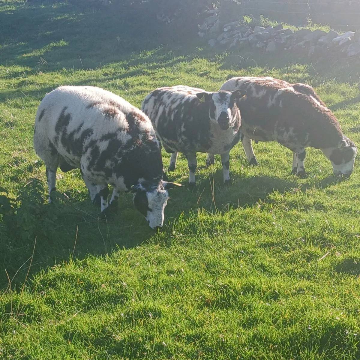 Pedigree Dutch Spotted Ram Lambs - Image 3