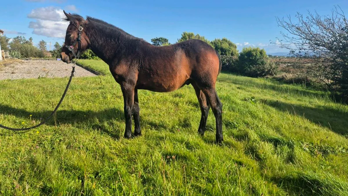 Connemara Colt Foal - Image 2