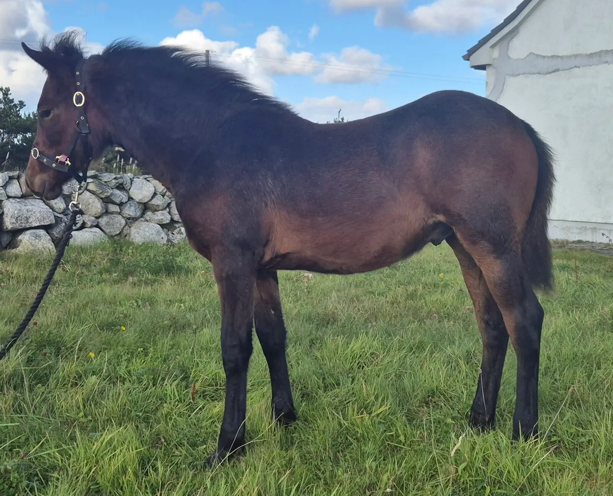 Connemara Colt Foal - Image 4